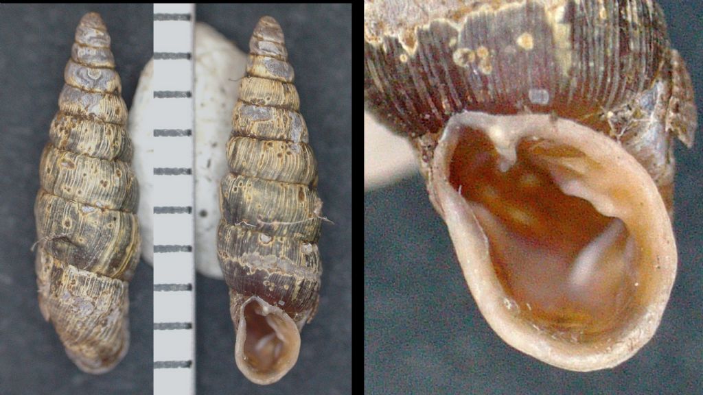 Clausilia cruciata bonellii?